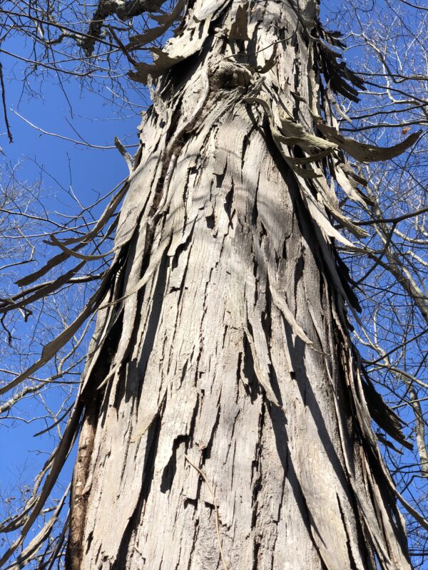 Carya ovata