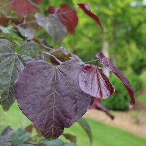 Cercis canadensis Midnight Express purple leaves closeup