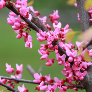 Flowers of Cercis canadensis Northern Lites