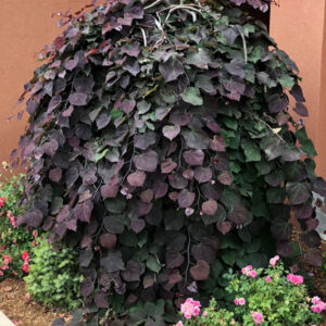 Cercis canadensis 'Ruby Falls' next to wall