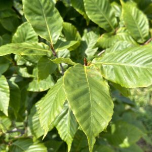 Fagus grandiflora