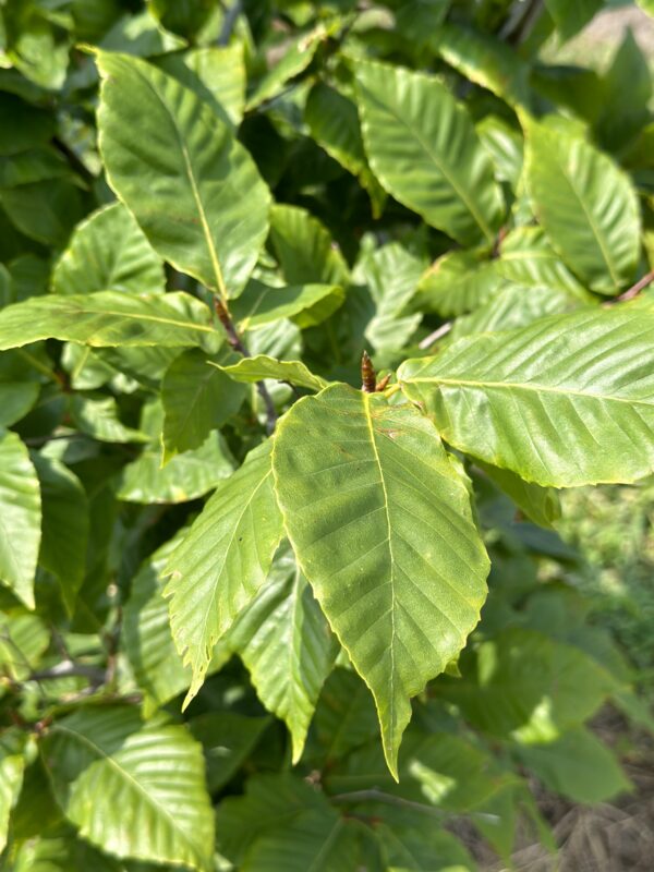 Fagus grandiflora