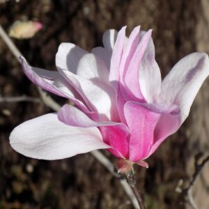 Pink and white flowers of Magnolia x lobneri 'Leonard Messel'