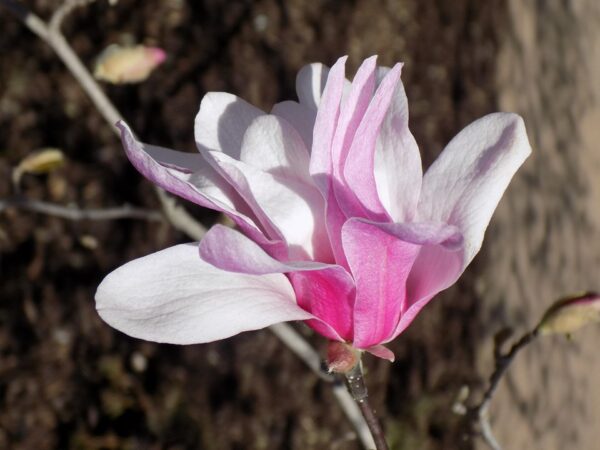 Pink and white flowers of Magnolia x lobneri 'Leonard Messel'