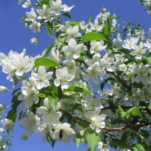 White flowers of Malus x 'Jeflite'