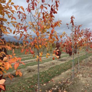 Nyssa Sylvatica fall color