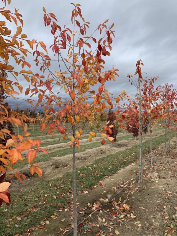 Nyssa Sylvatica fall color