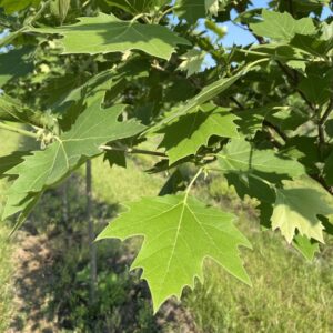 Leaves of Platanus x acerifolia 'Morton Naper'