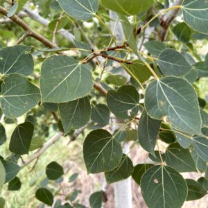 Populus tremuloides 'Summer Shimmer' leaves closeup