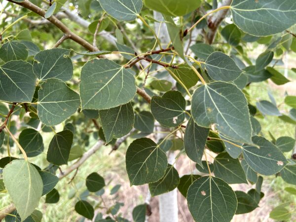 Populus tremuloides 'Summer Shimmer' leaves closeup