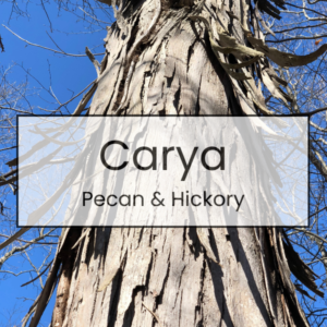 Carya - Pecan & Hickory