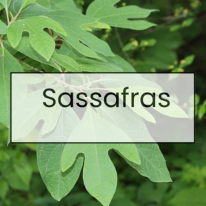 Sassafras