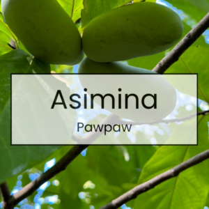 Asimina - Pawpaw