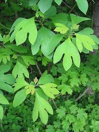 Sassafras leaves closeup