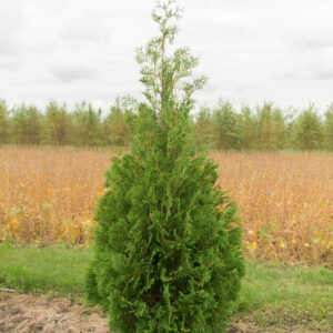 Thuja occidentalis Nigra growing in a field