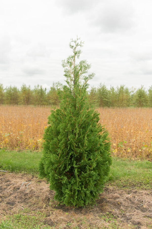 Thuja occidentalis Nigra growing in a field