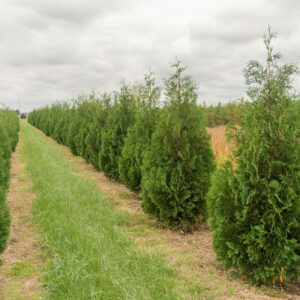 Thuja occidentalis 'Techny scaled'