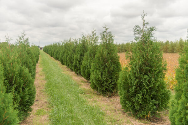 Thuja occidentalis 'Techny scaled'