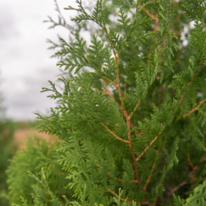 Thuja standishii x plicata 'Green Giant'