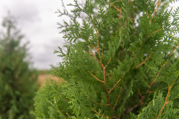 Thuja standishii x plicata 'Green Giant'