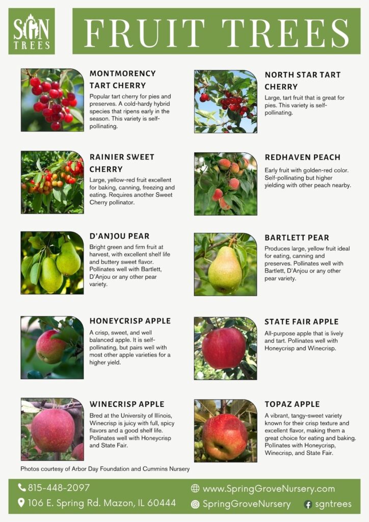 Fruit trees available from Spring Grove Nursery