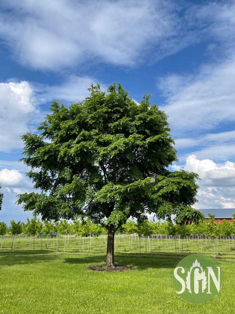 The Enduring Legacy of Elm Trees