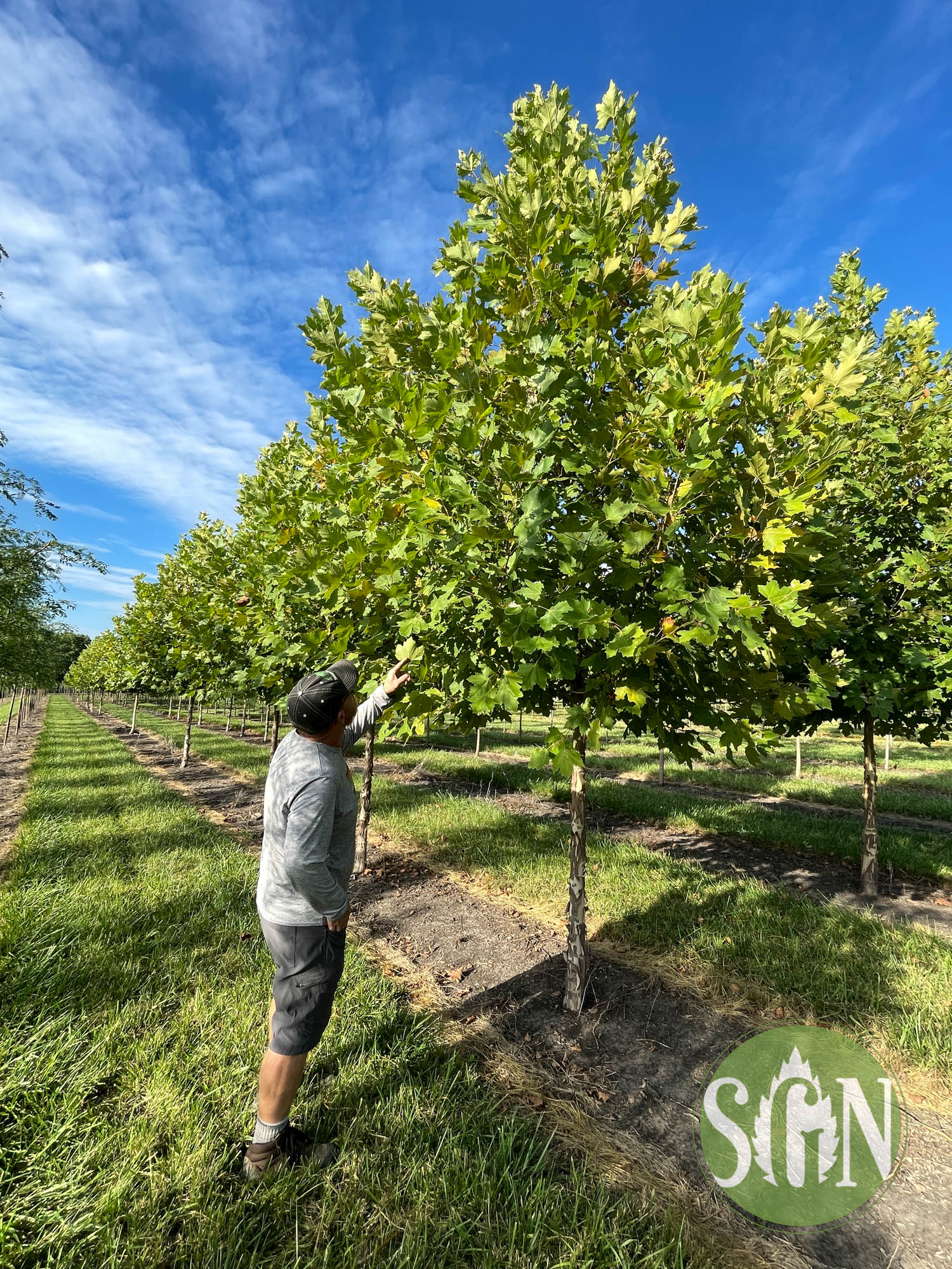 Tree of the Month: London Planetree