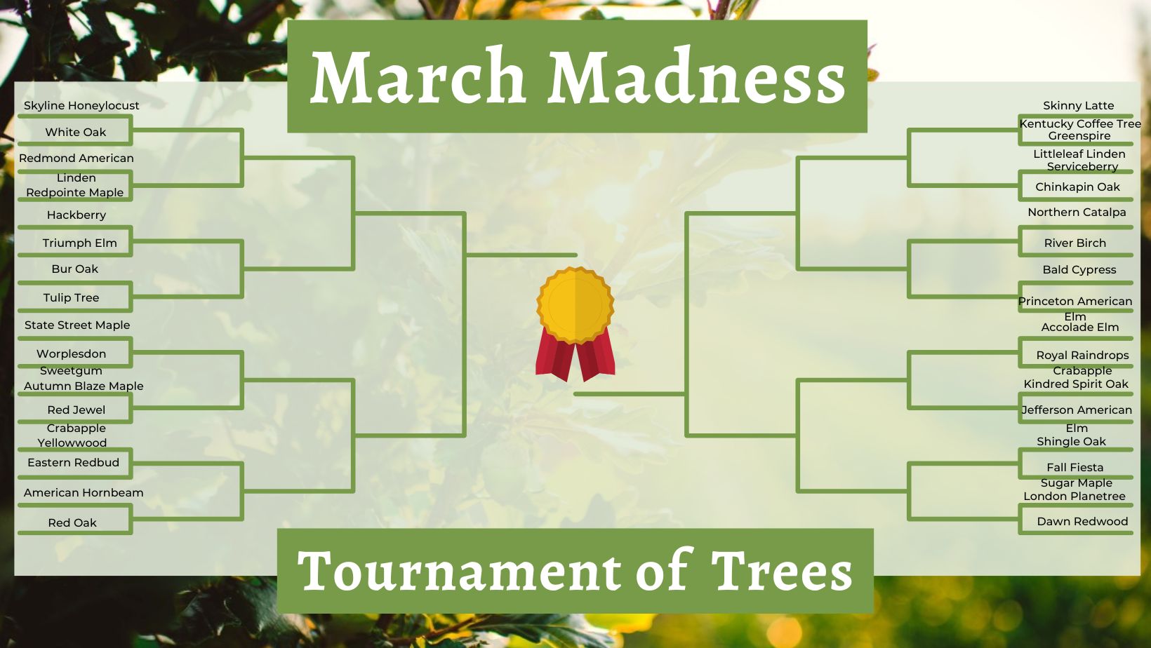 March Madness: Tournament of Trees Returns!