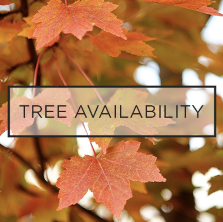 Picture of red maple trees with the words "Tree Availability" on the button