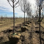 Digging Pear in Spring