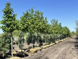Redmond American Linden