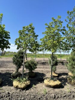 Redmond American Linden