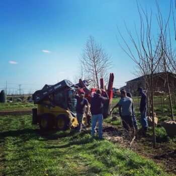 Digging Bald Cypress