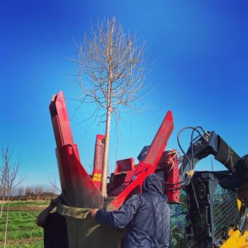 Digging Bald Cypress