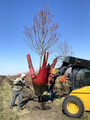 Digging Red Maples