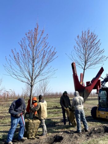 Digging Red Maples