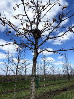 American Dream Oak