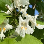Catalpa Flowers