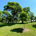 Catalpas of Carbon Hill