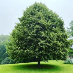 Linden tree in full bloom