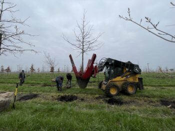 Digging Oaks after a rain