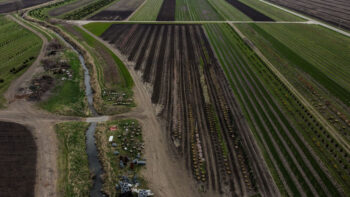 SGN Sales Yard