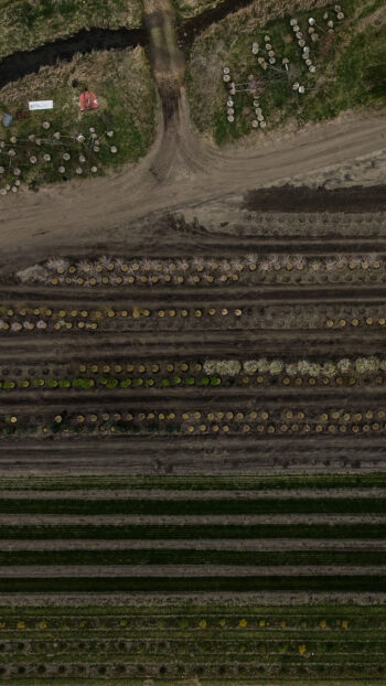 SGN Sales Yard