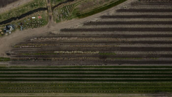 SGN Sales Yard