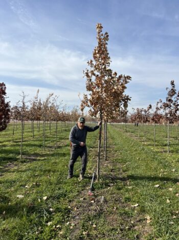 Northeast Municipal Foresters chapter of Illinois Arborist Association gather at Spring Grove Nursery to learn about tree growing and production.