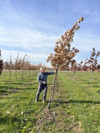 Northeast Municipal Foresters chapter of Illinois Arborist Association gather at Spring Grove Nursery to learn about tree growing and production.