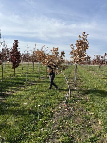Northeast Municipal Foresters chapter of Illinois Arborist Association gather at Spring Grove Nursery to learn about tree growing and production.