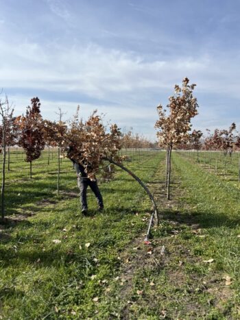 Northeast Municipal Foresters chapter of Illinois Arborist Association gather at Spring Grove Nursery to learn about tree growing and production.