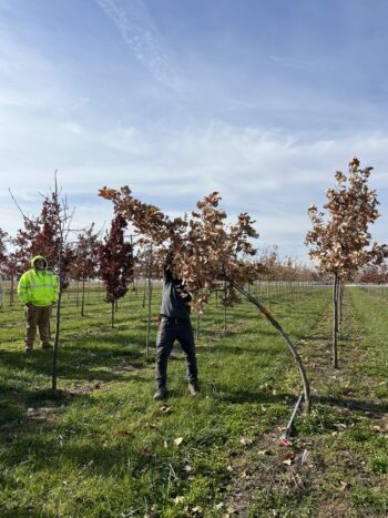 Northeast Municipal Foresters chapter of Illinois Arborist Association gather at Spring Grove Nursery to learn about tree growing and production.