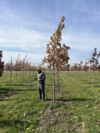 Northeast Municipal Foresters chapter of Illinois Arborist Association gather at Spring Grove Nursery to learn about tree growing and production.